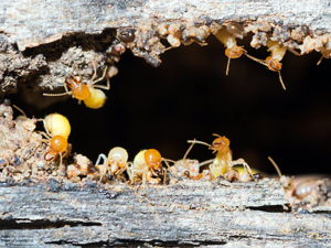Concept Pest Management Termite Treatments